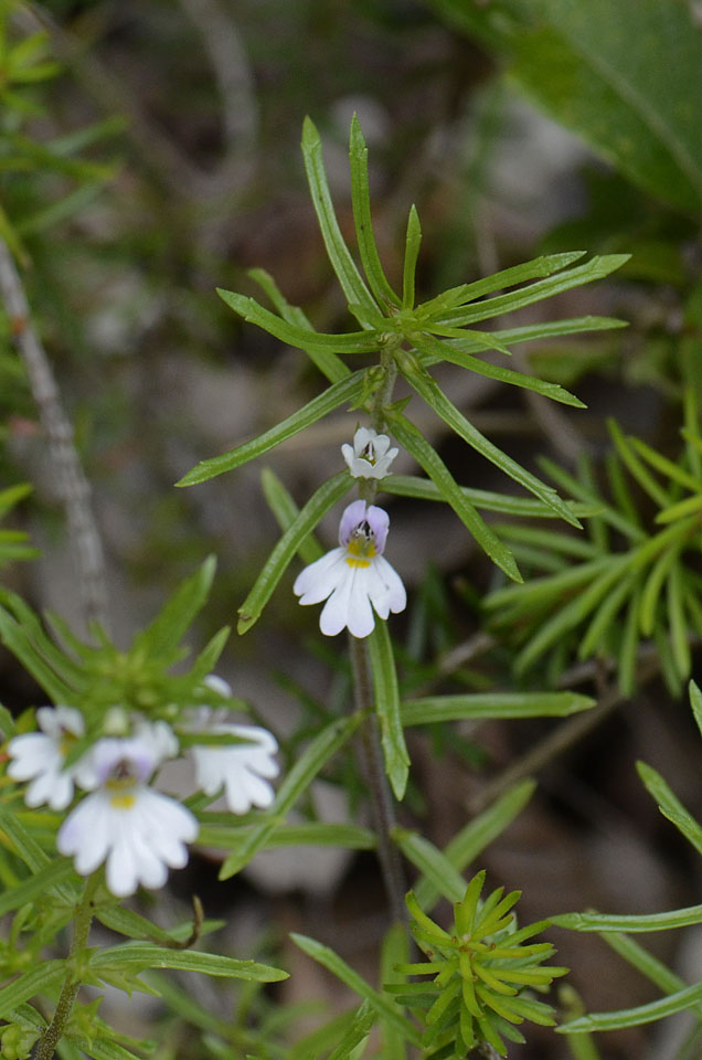 Euphrasia tricuspidata / Eufrasia tricuspidata